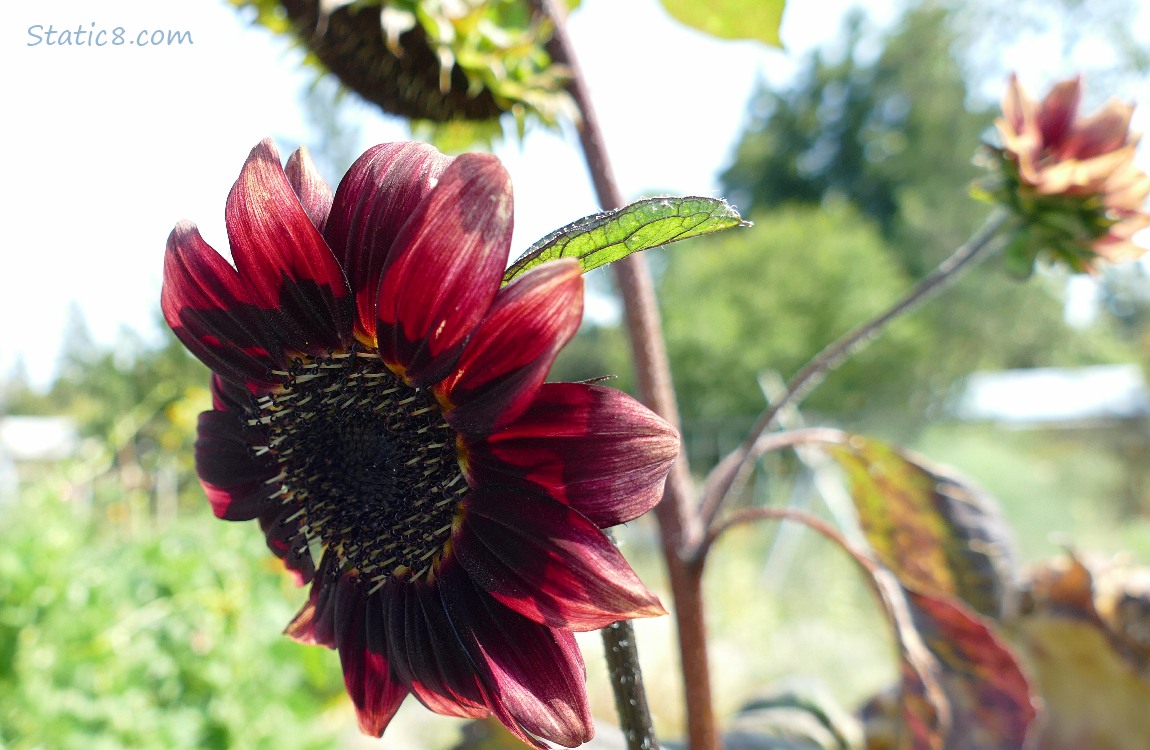 Red sunflower bloom