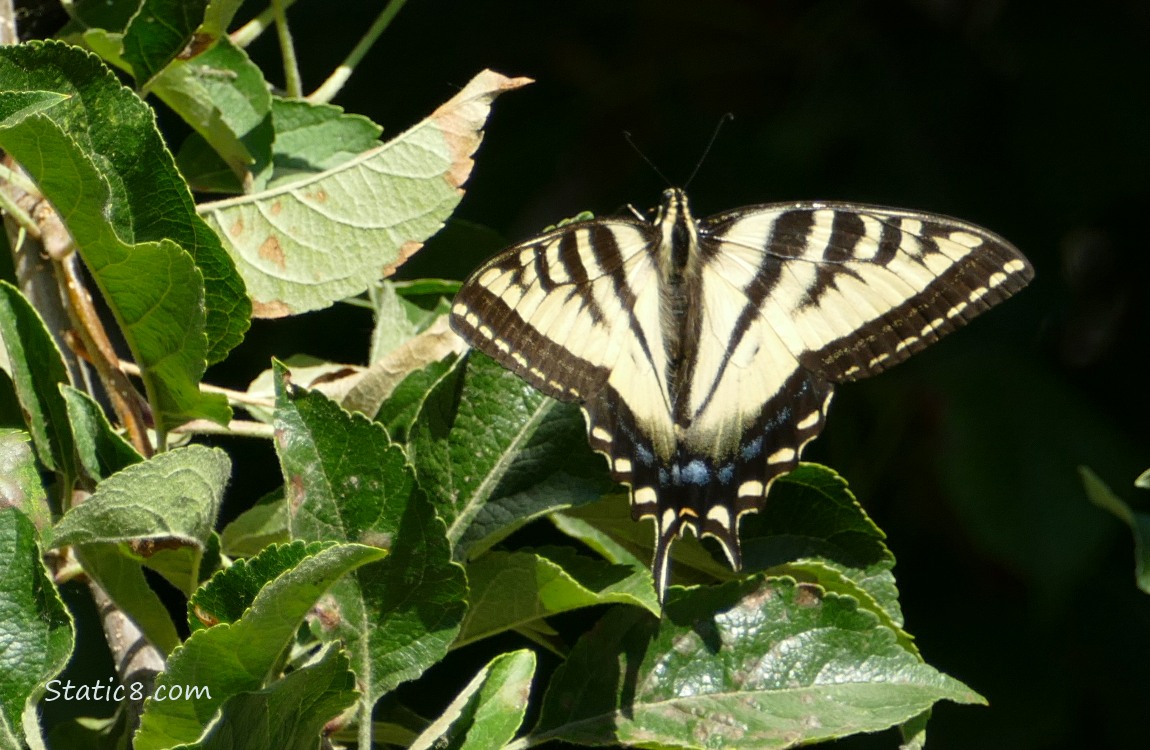 Butterfly standing on a green plant