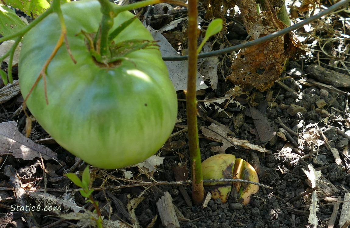 Sprouted Avocado next to a green tomato riping on the vine