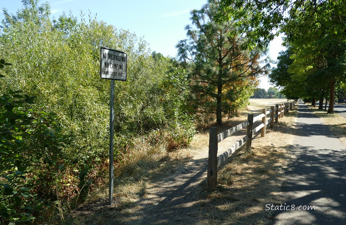 Sidewalk lined with trees and a fence