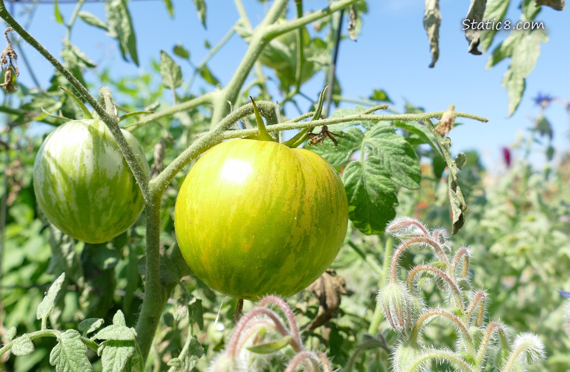 Tomatoes ripening on the vine, blue sky in the background