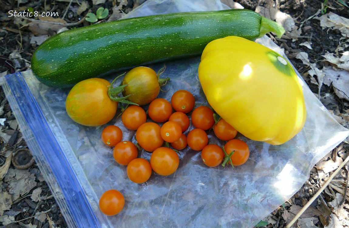 Harvested veggies laying on a ziplock bag on the ground