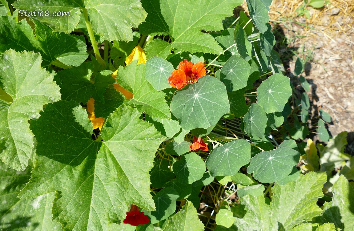 Nasturtium plants with blooms peeking past big squash leaves