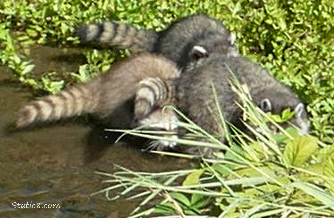 Three Raccoons walking in shallow water