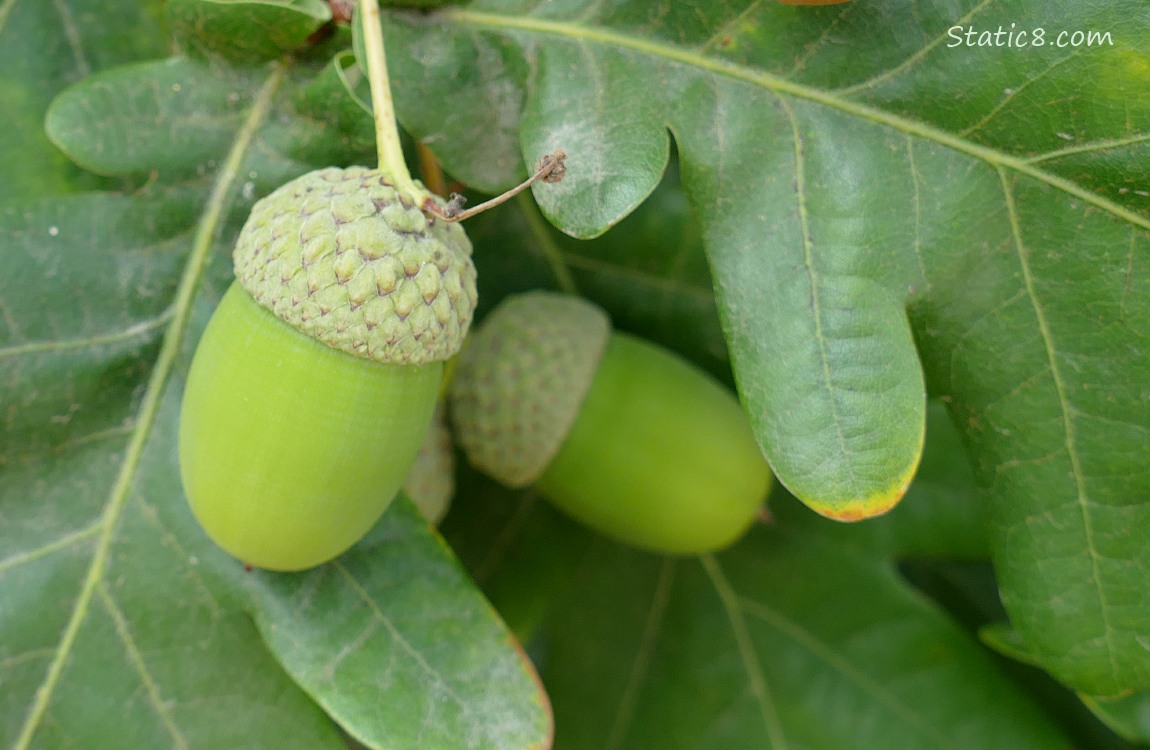 Green acorns growing among White Oak leaves