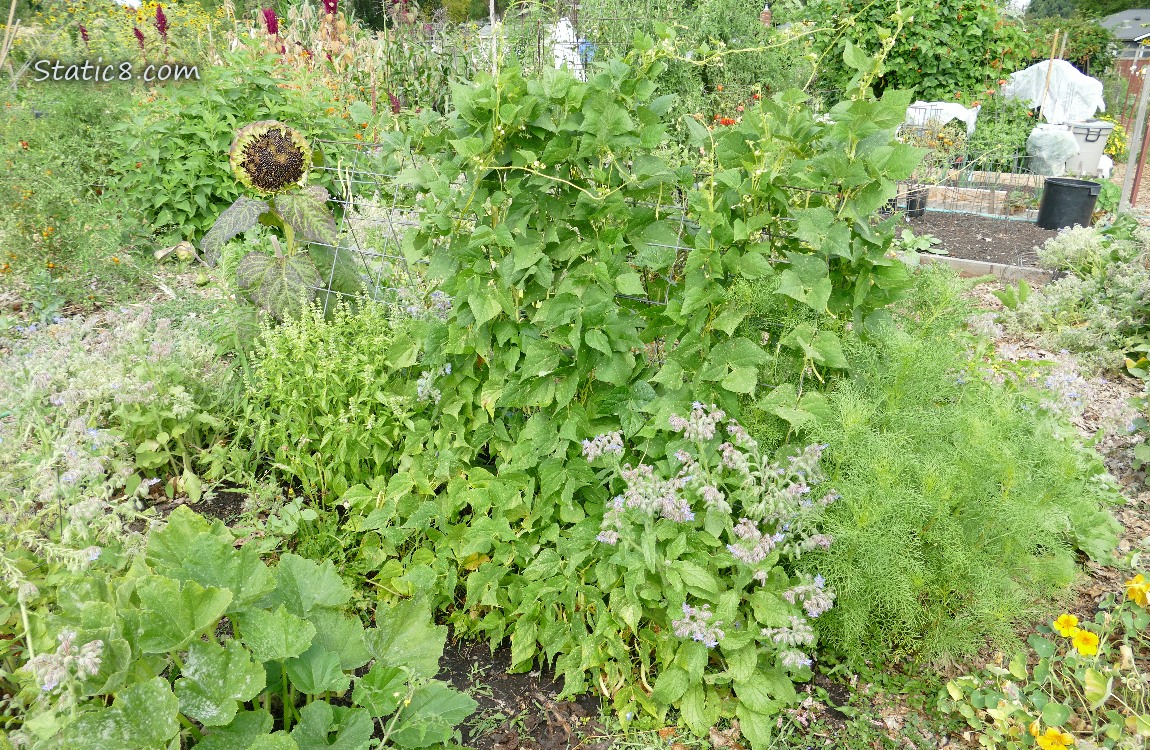 garden plot