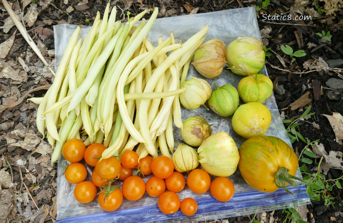 Harvested veggies laying on a ziplock bag on the ground