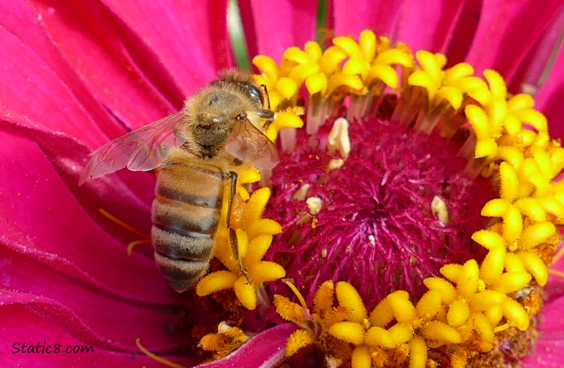 Honey Bee in a bright pink zinnia bloom