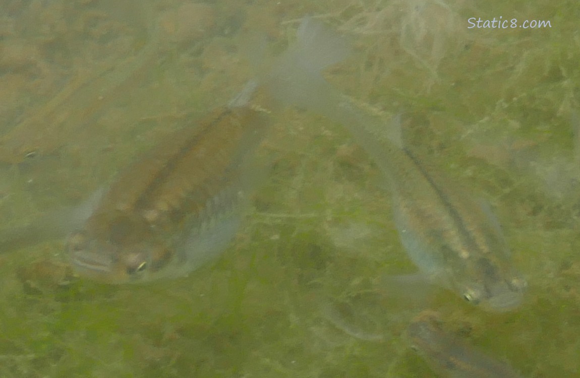 Minnows swimming in water