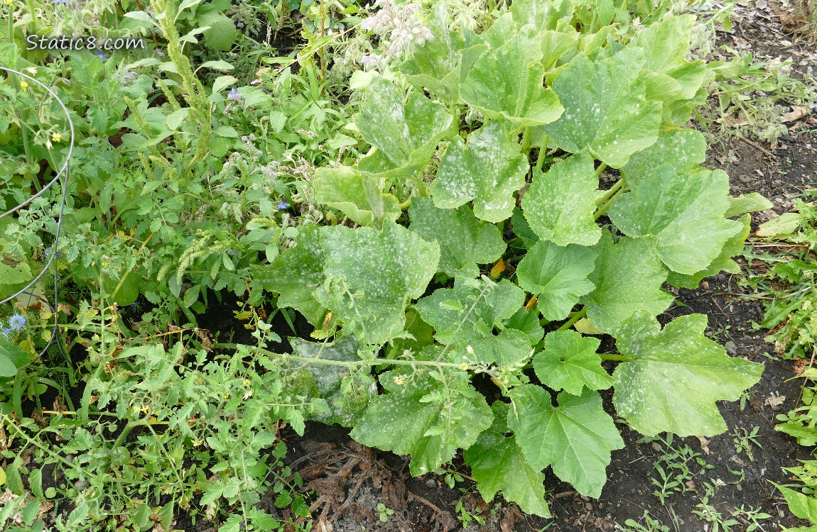 Squash Plant