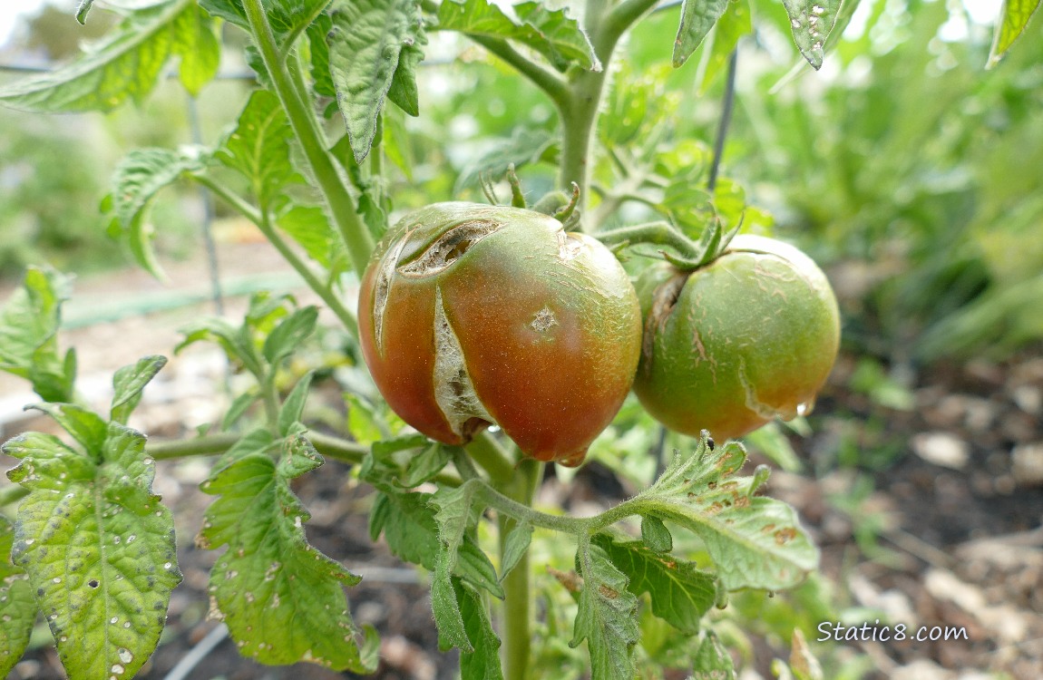 Small green tomatoes with ugly crack in them, on the vine