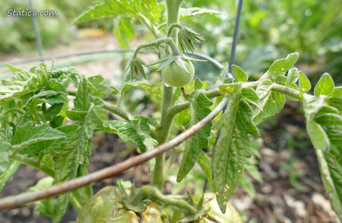 Small green tomatoe growing on the vine