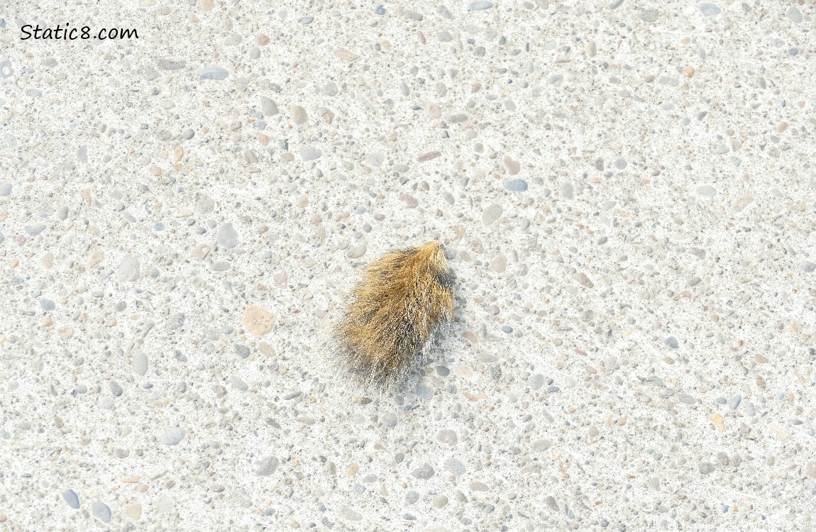 Part of a Squirrel tail, laying on the sidewalk