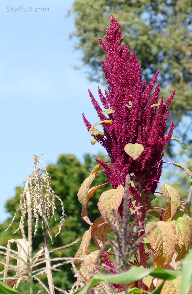Red Amaranth in front of the blue sky