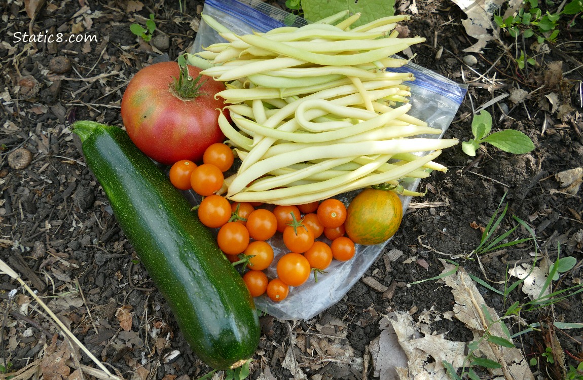 Harvested veggies laying on a ziplock bag on the ground