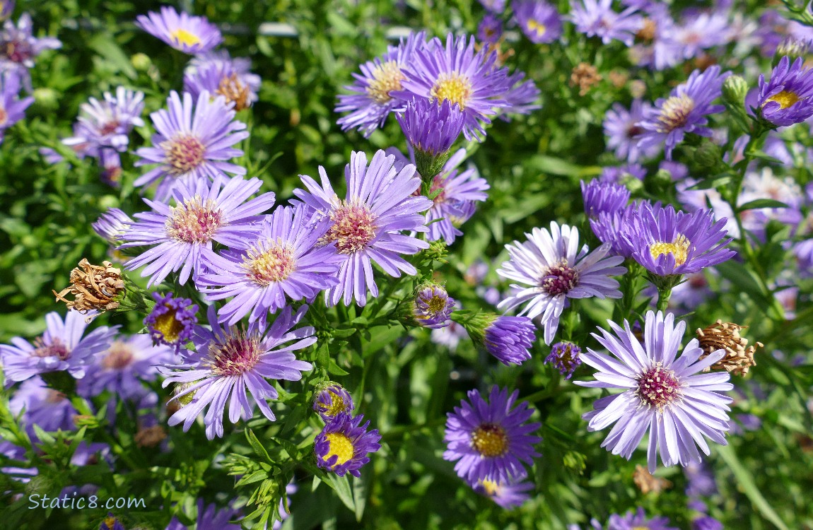 Aster blooms