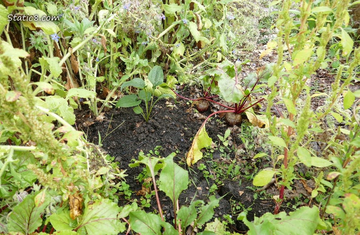 Echinacea in the beet patch