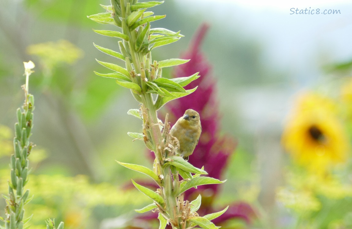 Goldfinch standing on a plant in the garden
