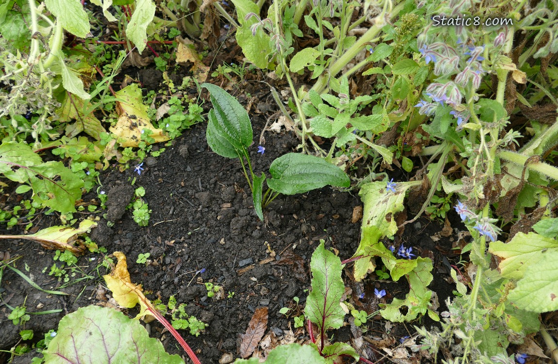 Echinacea surrounded by other plants