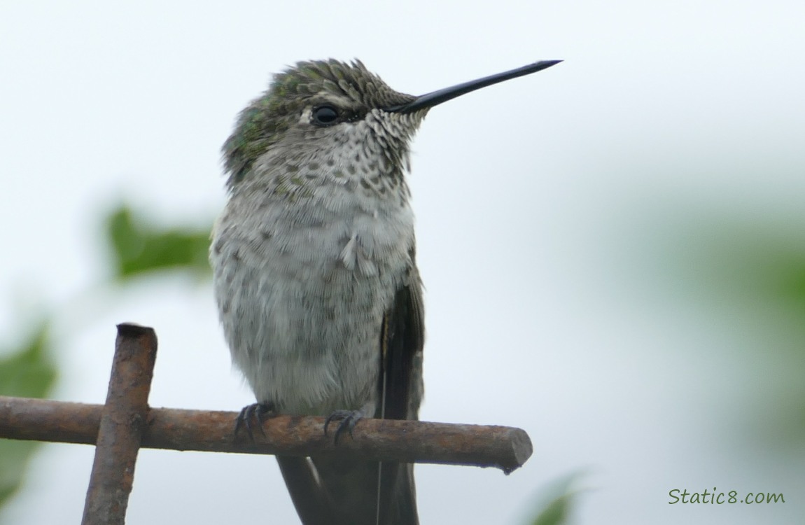 Anna Hummingbird standing at the top of a wire trellis
