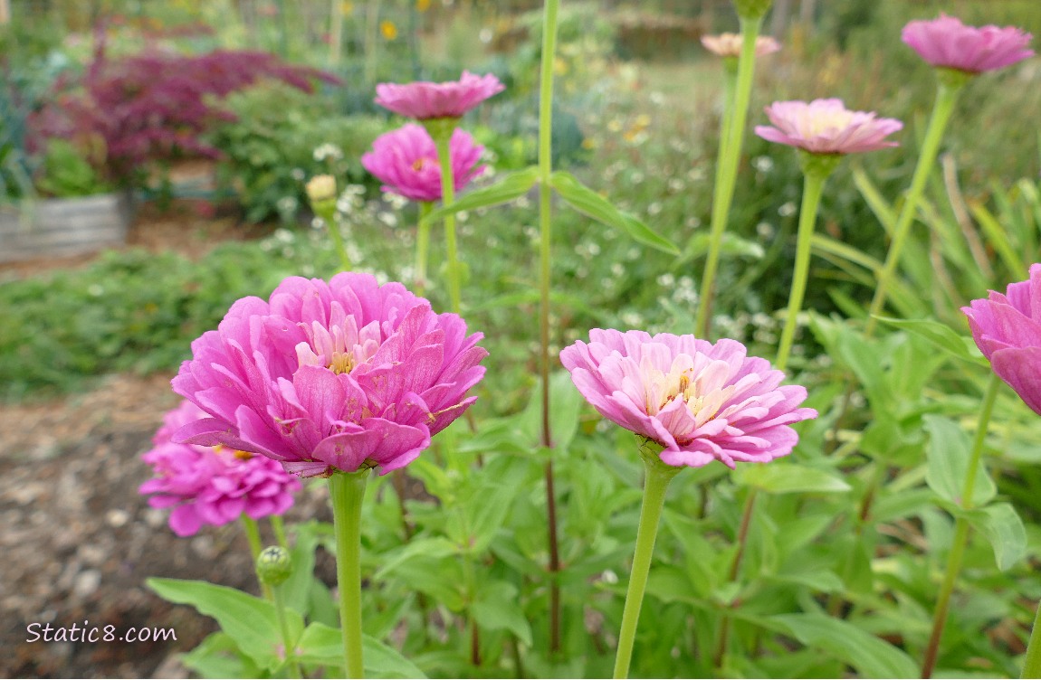 Pink Zinnia blooms