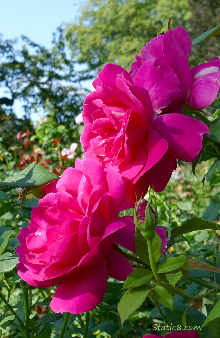 Pink Rose blooms