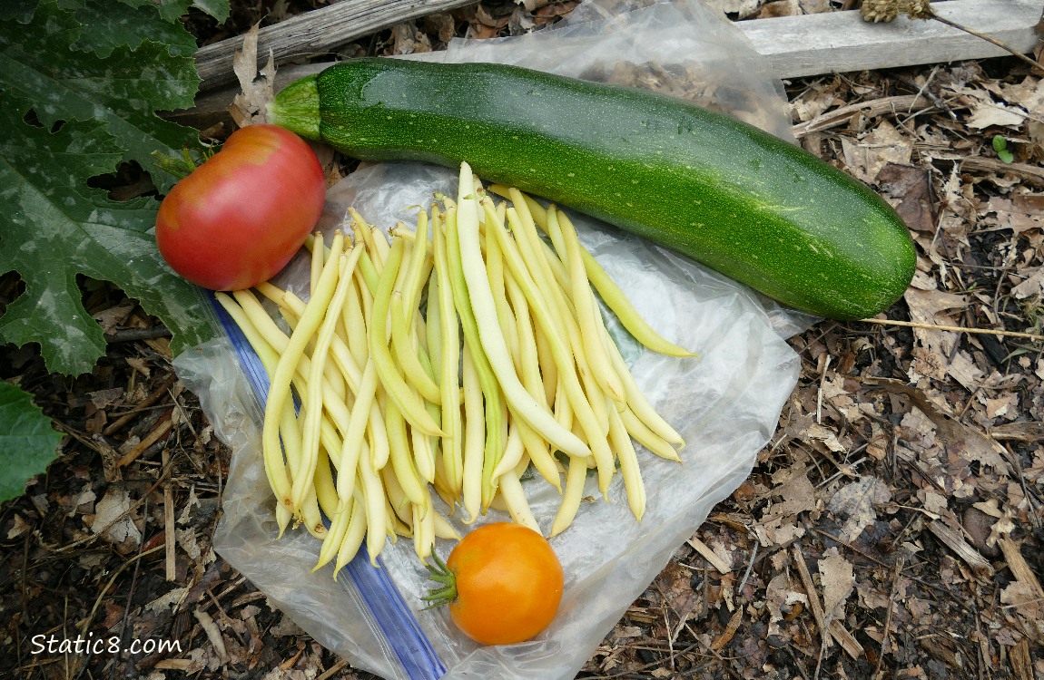Harvested veggies laying on a ziplock bag on the ground