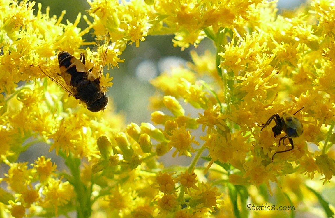 Bugs on the Goldenrod blooms