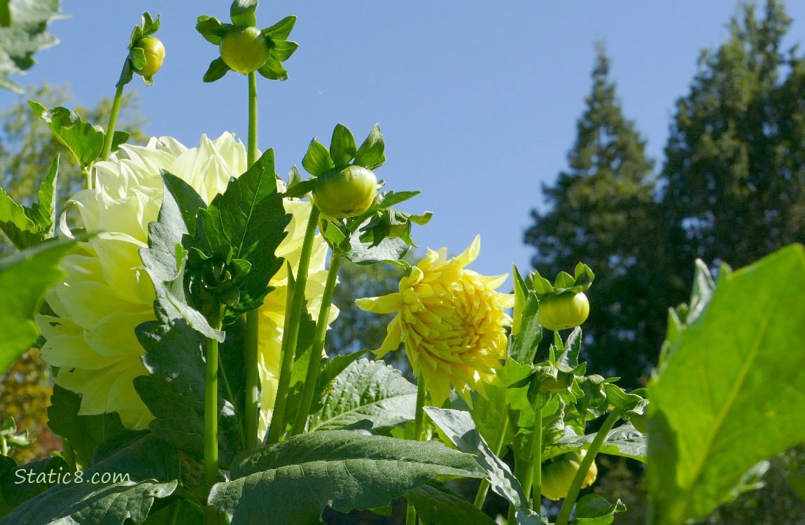 Pale yellow Dahlia buds and blooms with the blue sky
