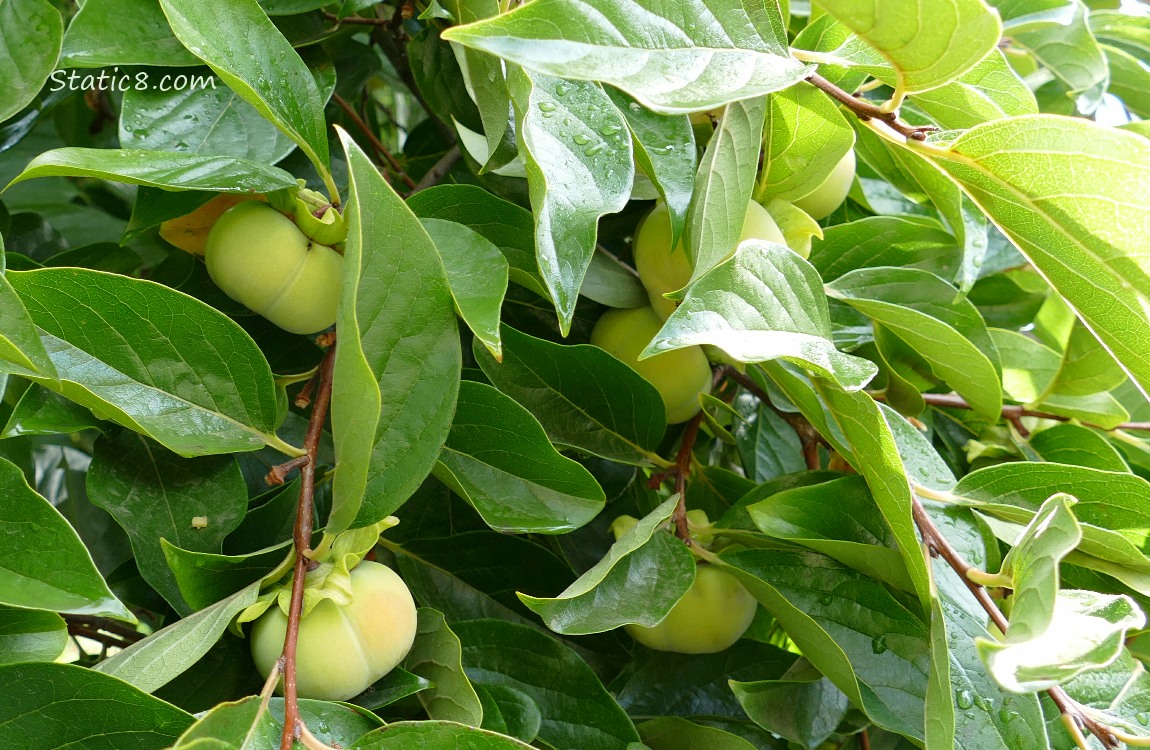 Persimmon fruits ripening on the tree