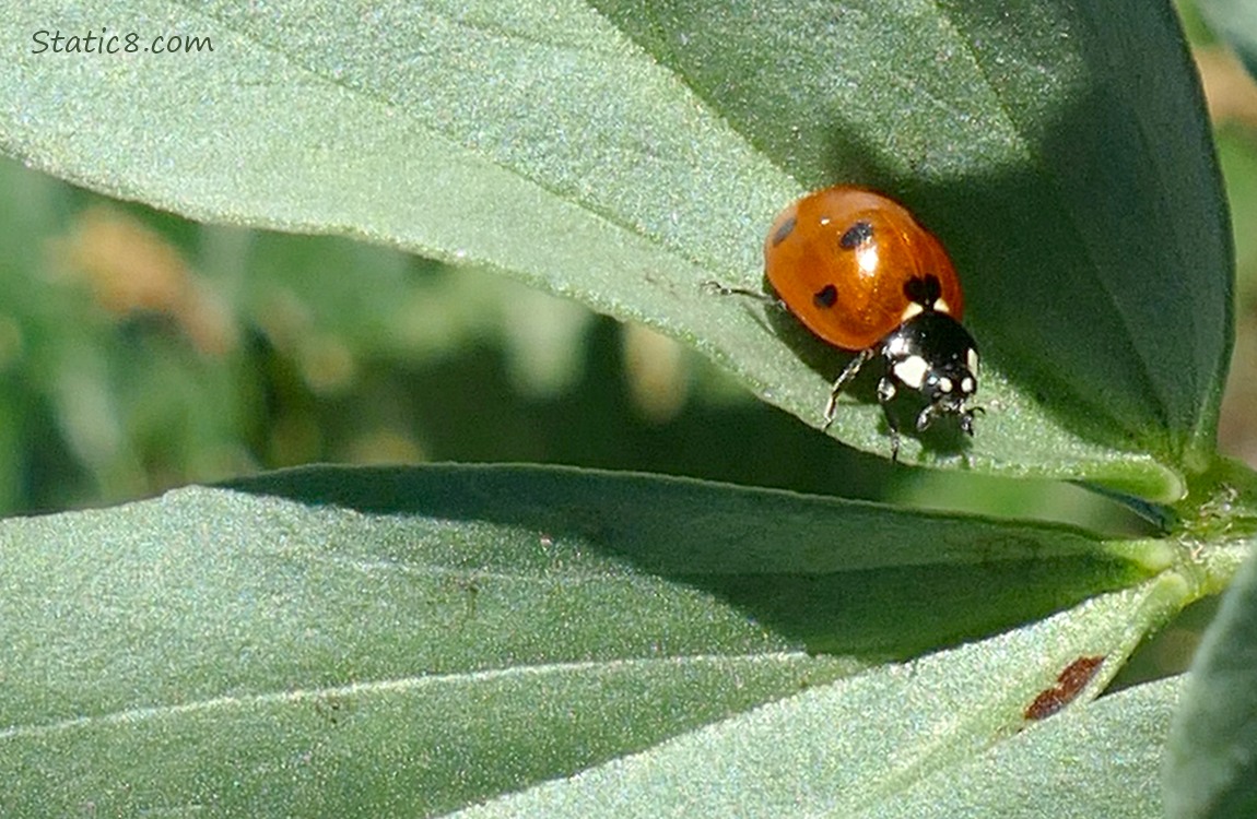 Seven Spot Ladybug on a green leaf