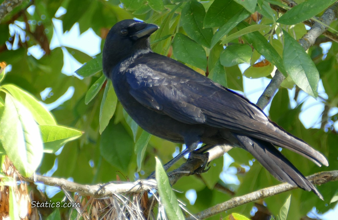 Crow standing in a tree
