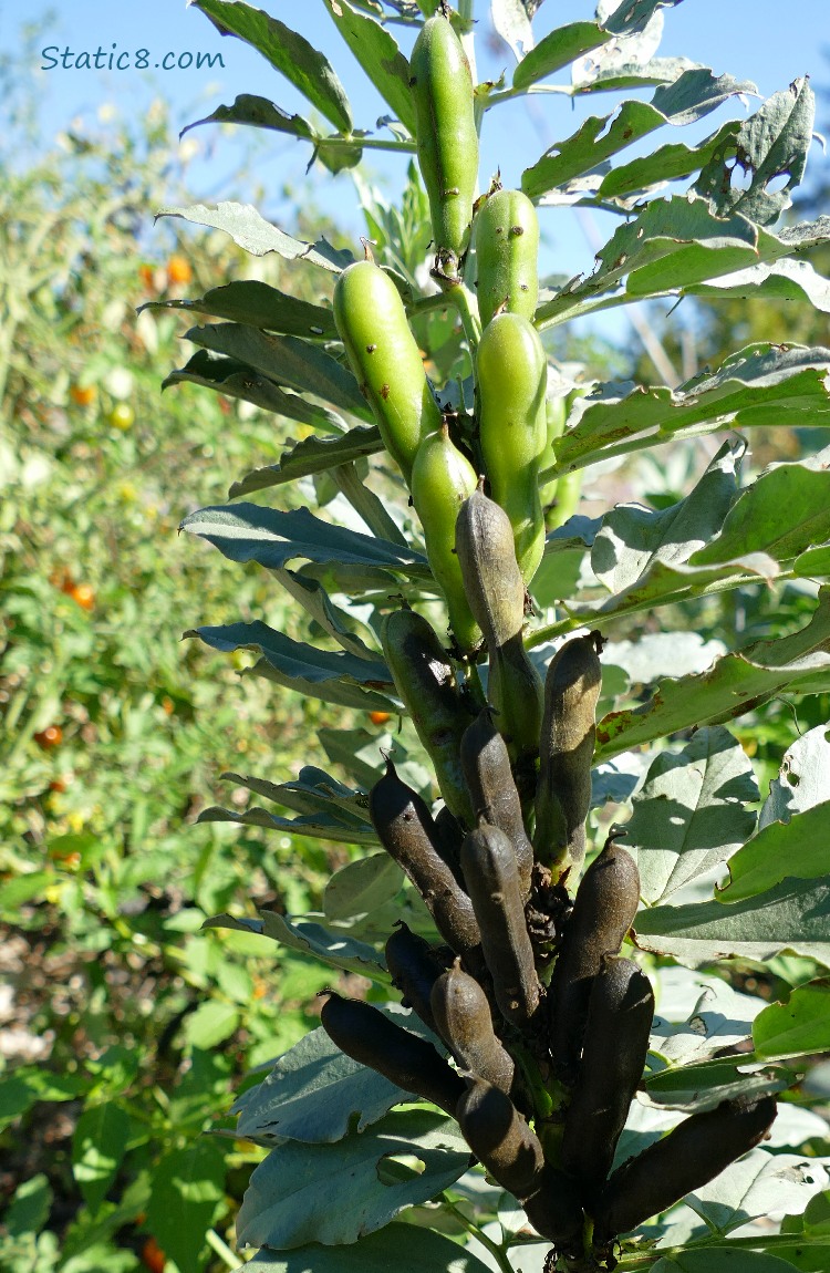 Fava plant with green and brown pods