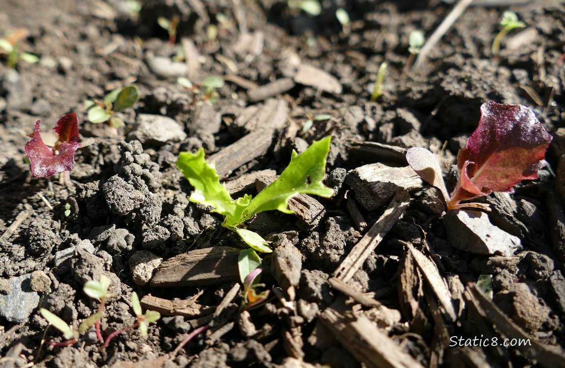 Lettuce seedlings growing in the dirt