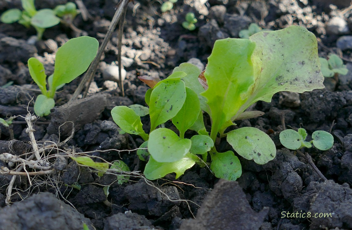 Lettuce seedlings growing in the dirt