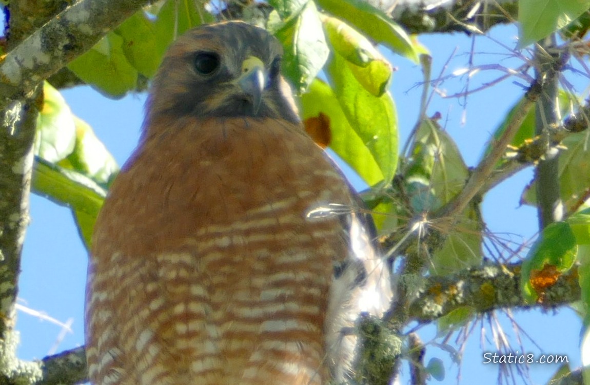 Red Shoulder Hawk standing in a tree