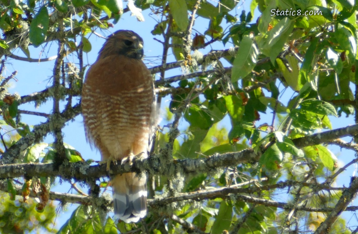 Red Shoulder Hawk standing in a tree, blue sky behind