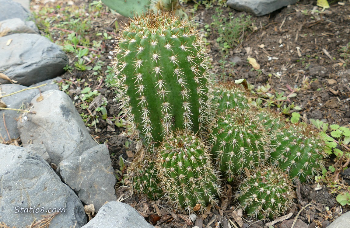 Cacti growing near some decorative rocks