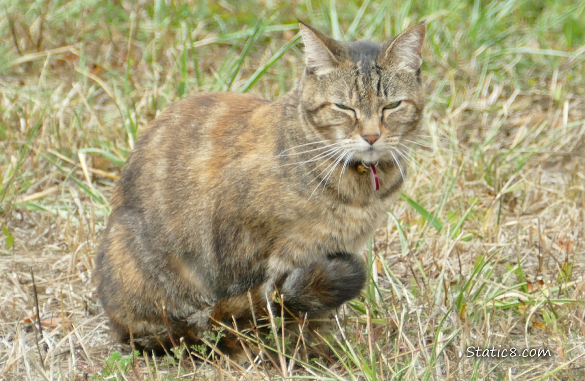 Tortishell cat sitting in dry grass