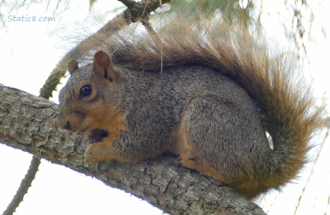 Squirrel laying on a pine branch