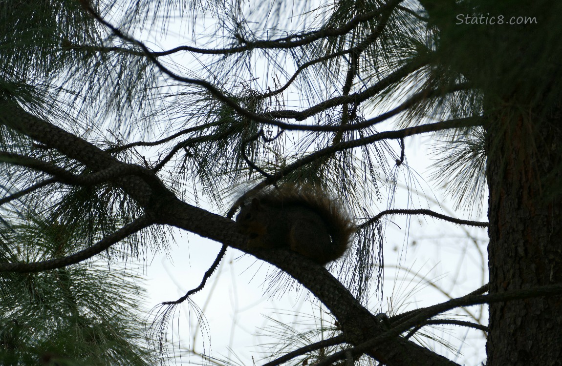 Squirrel silhouette surrounded by pine needles