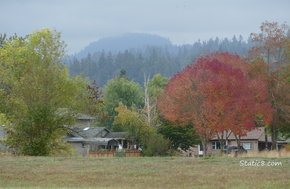 Trees on the hill