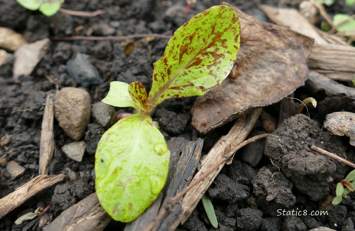 Lettuce seedling growing in the dirt