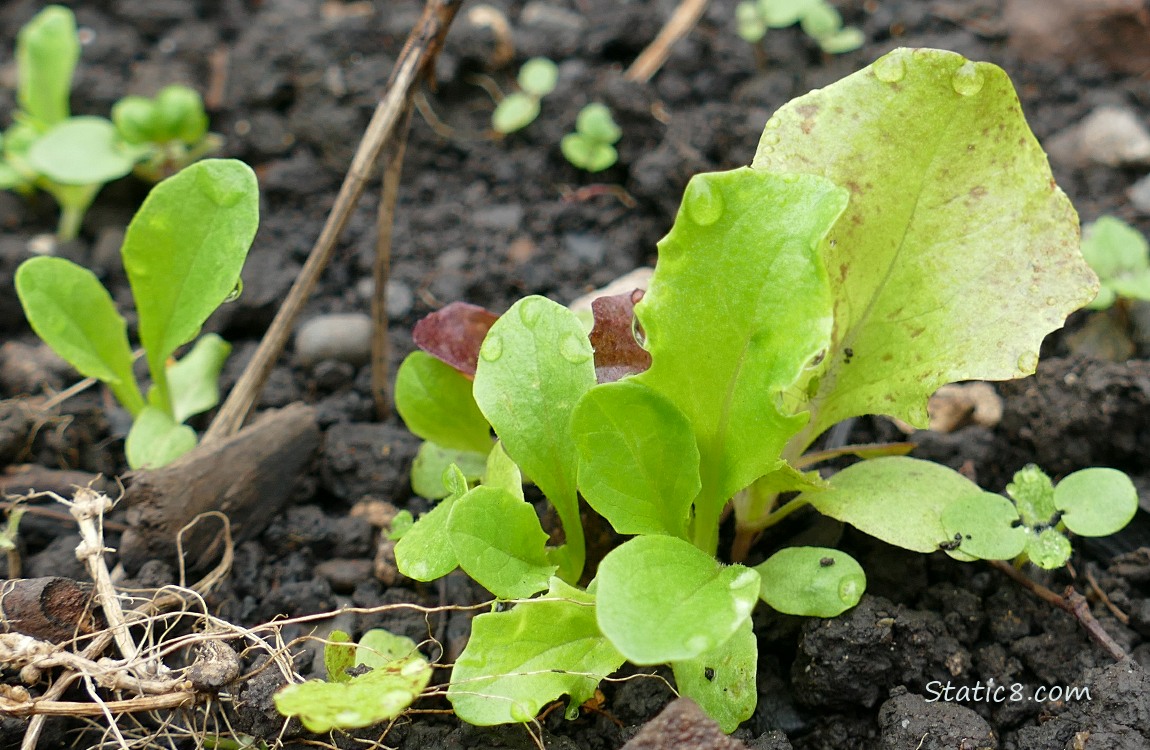 Lettuce seedlings growing in the dirt