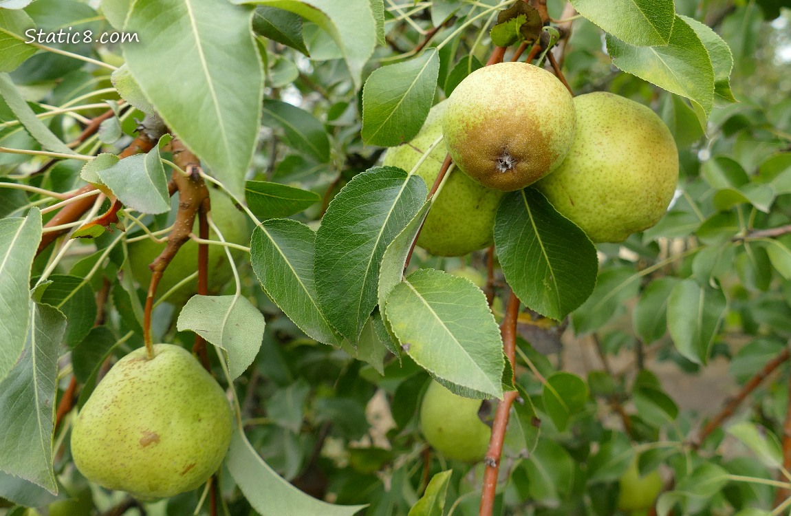 Pears ripening on the tree
