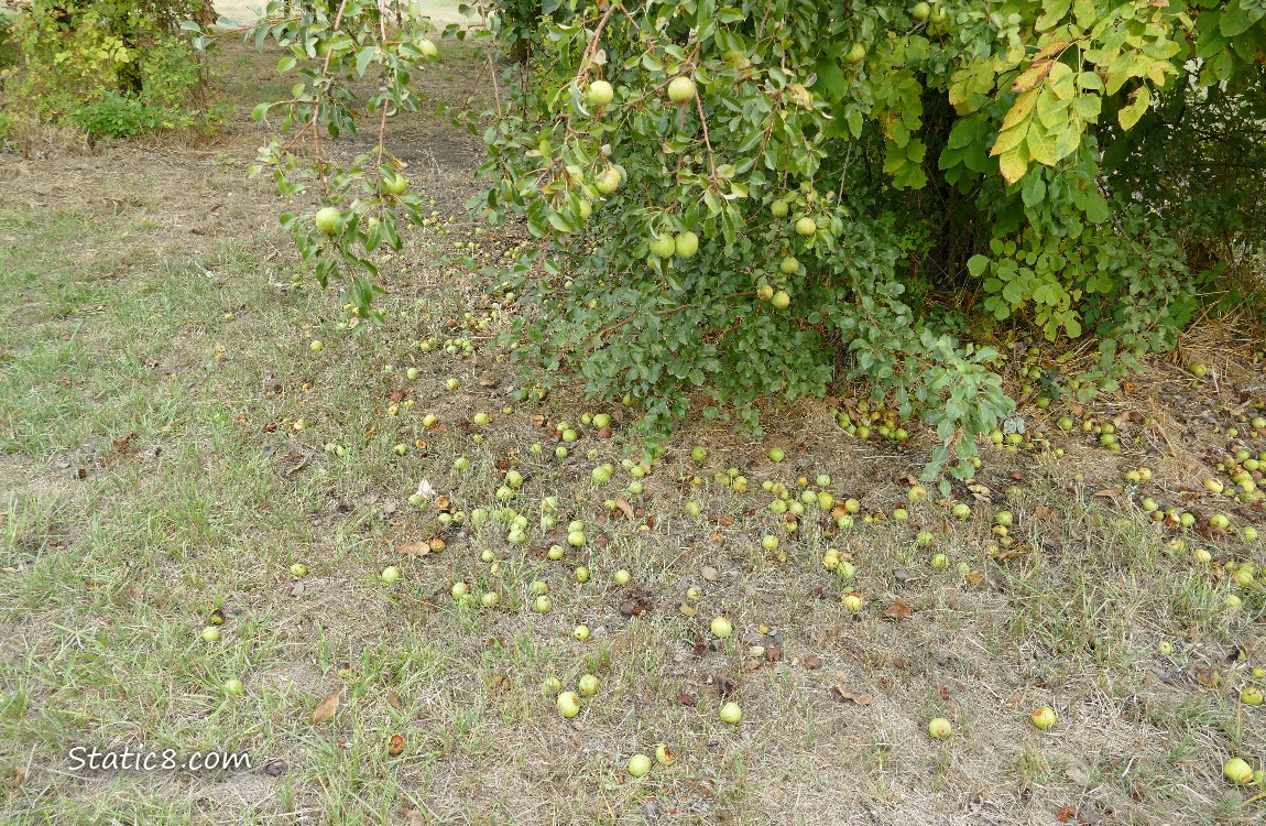 Pears on the ground under a tree