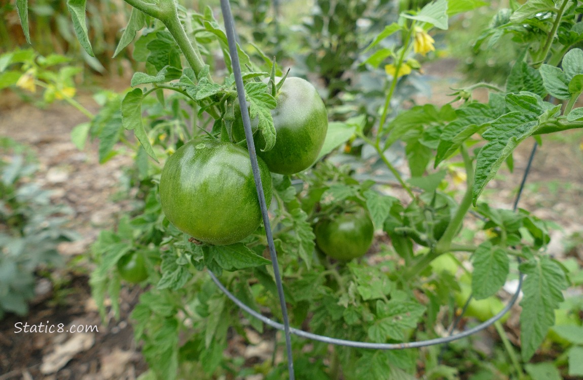 Green tomatoes growing on the vine