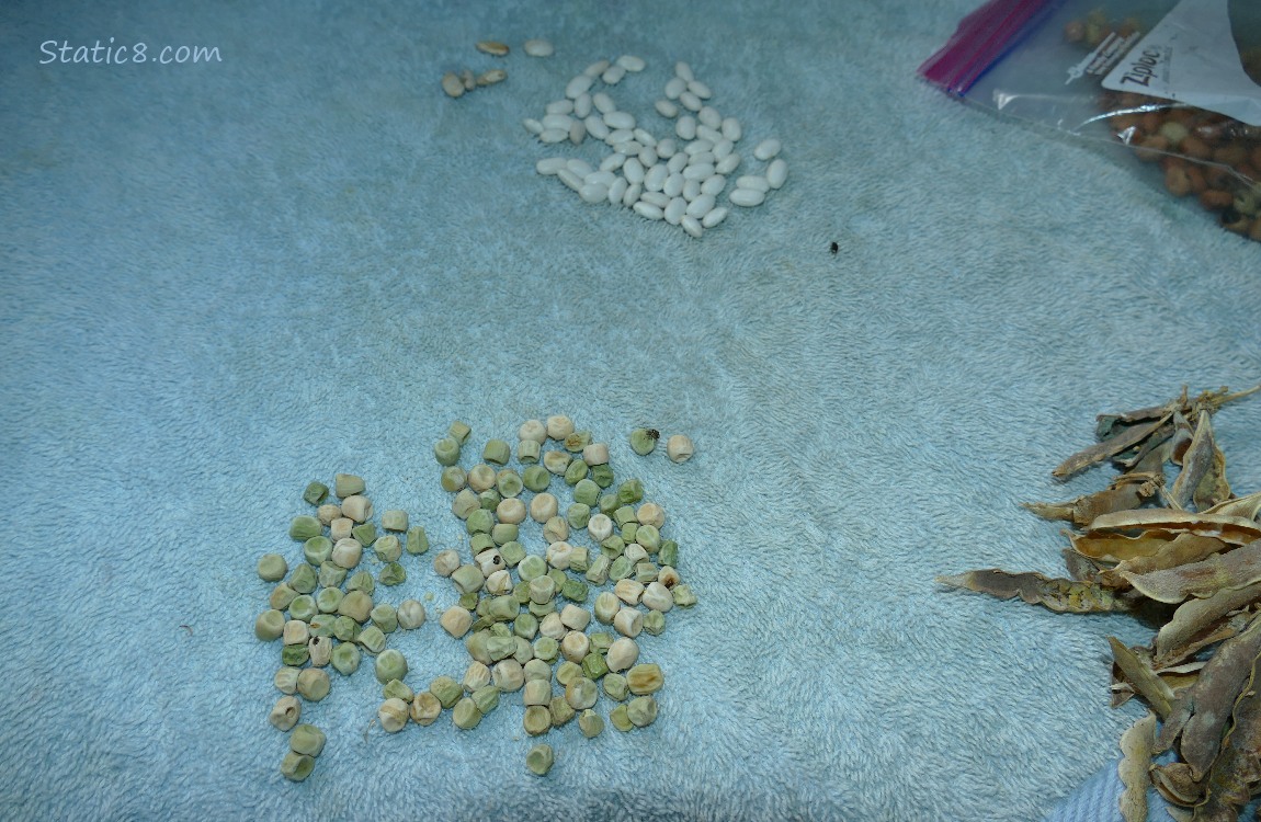 Piles of shelled peas and white beans on a blue towel