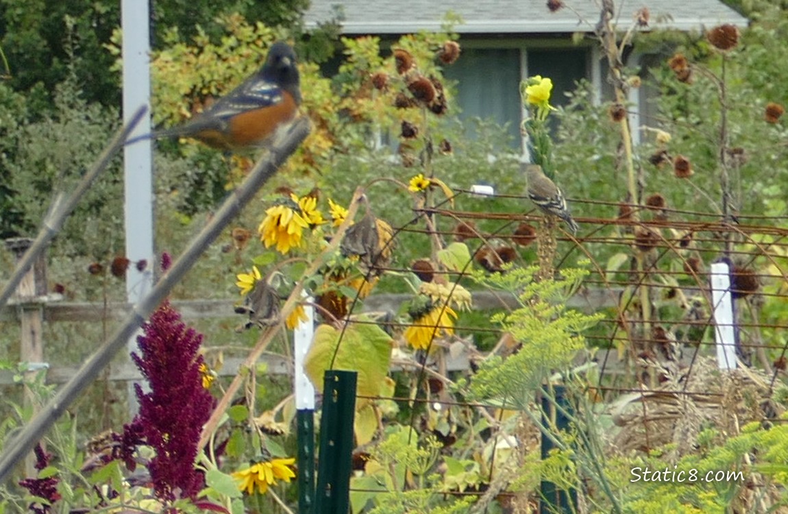 Blurry Towhee in the garden