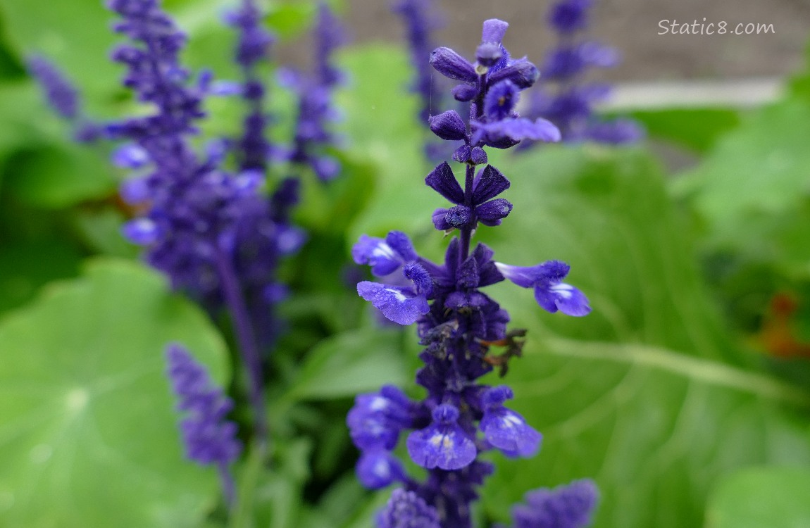 Purple stalk of flowers